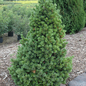 Igły sosny ościstej (Pinus aristata) pokryte białymi kropkami przypominającymi szron