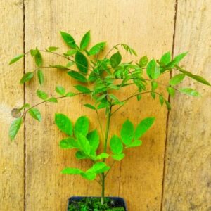 Sadzonka Wisterii 'LAVENDER LACE' – sadzonka gotowa do posadzenia.