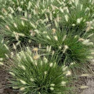 Rozplenica 'LITTLE BUNNY' przyciągająca pszczoły – puszyste kwiatostany pełne owadów zapylających.