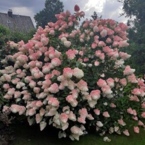 Hortensja 'Vanille Fraise' w deszczu, z kroplami wody na liściach i kwiatostanach.