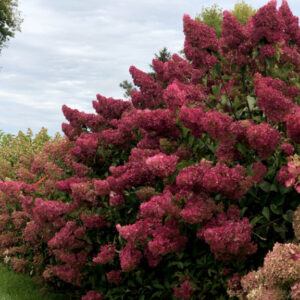 Kwitnący żywopłot z Hortensji 'Wim’s Red' w ogrodzie, tworzący naturalną, kolorową ścianę.
