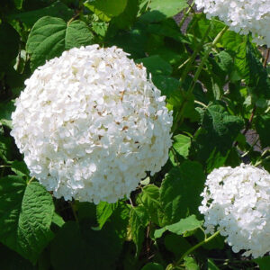 Bliskie ujęcie białych, kulistych kwiatostanów Hortensji 'Annabelle Olbrzymia' o średnicy 20–30 cm.