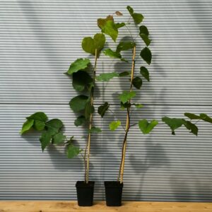 Młody Judaszowiec kanadyjski w doniczkach, idealny do uprawy na tarasie lub balkonie.