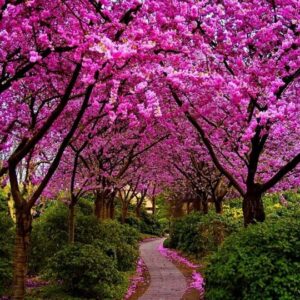 Judaszowiec kanadyjski wiosną – różowe kwiaty kontrastujące z zielenią trawy i innych roślin.