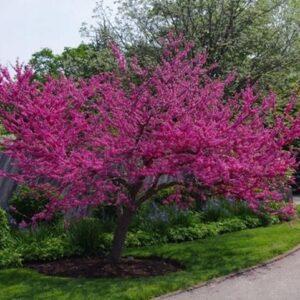 Judaszowiec kanadyjski posadzony obok forsycji i tawuł – piękna wiosenna kompozycja w ogrodzie.