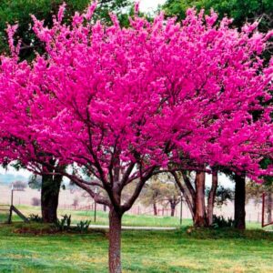 Judaszowiec kanadyjski przyciągający pszczoły – różowe kwiaty pełne owadów zapylających.