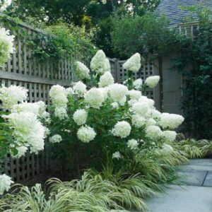 Hortensja Bukietowa Limelight wykorzystana jako kwitnący żywopłot ogrodowy.