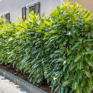 Laurowiśnia wschodnia NOVITA (Prunus laurocerasus) – duży krzew o gęstym pokroju