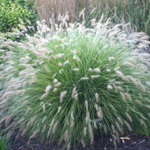 Trawa rozplenica 'LITTLE BUNNY' w ogrodzie naturalistycznym – elegancki akcent wśród innych traw ozdobnych.