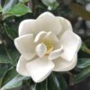 Magnolia 'LITTLE GEM' przyciągająca pszczoły – białe kwiaty czekające na owady zapylające.