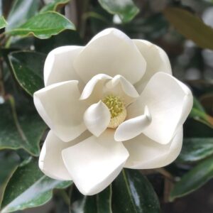 Magnolia 'LITTLE GEM' przyciągająca pszczoły – białe kwiaty czekające na owady zapylające.