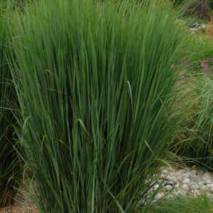 Proso rózgowate Northwind (Panicum virgatum) w ogrodzie naturalistycznym – kompozycja z innymi trawami i bylinami.
