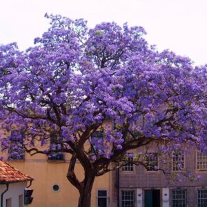 Paulownia puszysta Tomentosa rosnąca na podwórzu.