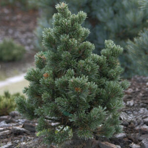 Sosna oścista (Pinus aristata) w naturalnym środowisku – wysokogórski krajobraz