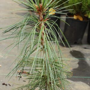 Młode sadzonki Sosny Armanda – idealne do nasadzeń w ogrodach przydomowych i parkach.