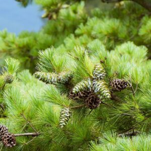 Zbliżenie na igły Sosny Armanda – długie, miękkie igły z delikatnym, srebrzystym połyskiem.