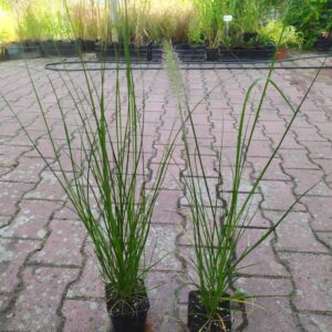 Sadzonka Trawa Rozplenica Japońska 'HAMELN' wśród innych traw ozdobnych – Przeznaczonych do sprzedaży.