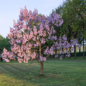 Paulownia puszysta Tomentosa – fioletowe kwiaty na tle zielonych liści