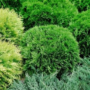 Tuja kulista Danica – mały, gęsty krzew o regularnym, kulistym pokroju