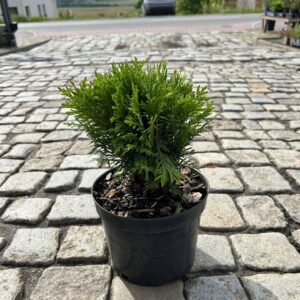 Sadzonka tuji 'Danica' gotowa do posadzenia.