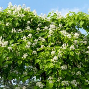 Katalpa Surmia Wielokwiatowa (Catalpa) Storczykowiec gęsto oblepiona kwiatami.