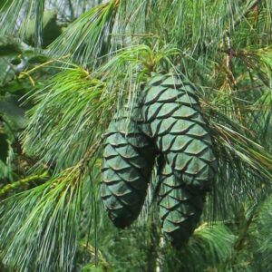 Sosna Armanda (Pinus Armandii) w ogrodzie – szeroka, rozłożysta korona w pięknej aranżacji krajobrazowej.