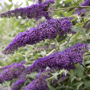 Budleja Dawida 'Black Knight' – fioletowe kwiatostany przyciągające motyle