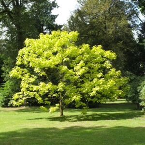 Katalpa Surmia Wielokwiatowa (Catalpa) Storczykowiec w parku – drzewo alejowe