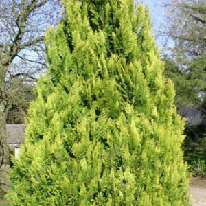 Cyprysik Lawsona 'IVONNE' w ogrodzie japońskim – elegancki akcent wśród kamieni i innych roślin.