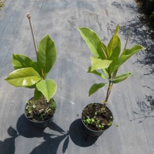 Magnolia 'LITTLE GEM' sadzonki, gotowe do posadzenia.