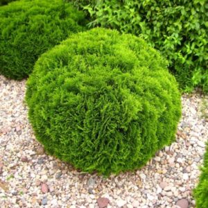 Zbliżenie na łuski tui kulistej Danica – intensywnie zielone igliwie