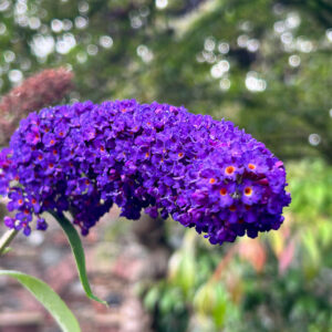 Budleja Dawida 'Black Knight' jesienią – liście zmieniające kolor