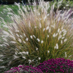 Trawa Rozplenica Japońska 'HAMELN' jesienią – złote liście i puszyste kwiatostany.