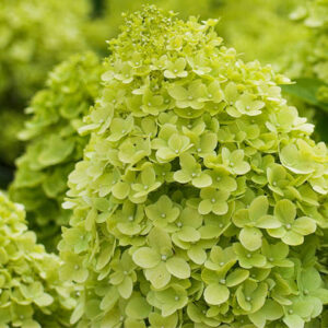 Hortensja Bukietowa Limelight w pełnym rozkwicie.