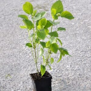 Sadzonka Hortensji Krzewiastej 'Annabelle Olbrzymiej' w doniczce, gotowa do posadzenia.