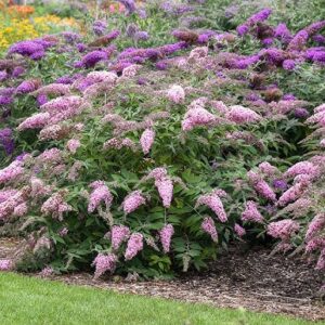 Budleja Dawida 'Pink Delight' posadzona jako drzewo alejowe