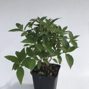 Sadzonka Hortensji Bukietowej Limelight w doniczce.