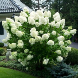 Hortensja Bukietowa Polar Bear w kompozycji z innymi roślinami ozdobnymi – piękna rabata ogrodowa.