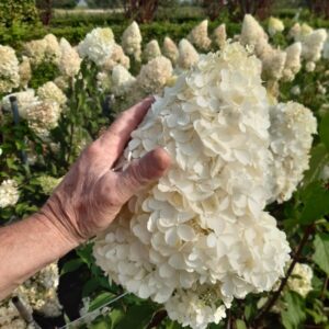Hortensja Bukietowa Polar Bear, kwiatostany wielkości dłoni.