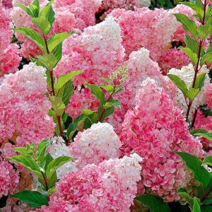 Hortensja Bukietowa 'Vanille Fraise' w ogrodzie z dwukolorowymi kwiatostanami – od kremowobiałych do różowych.