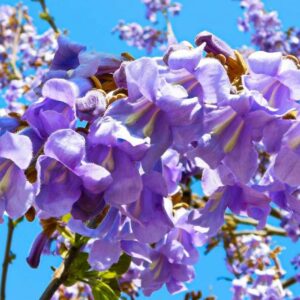 Zbliżenie fioletowych kwiatów Paulownii puszystej Tomentosa