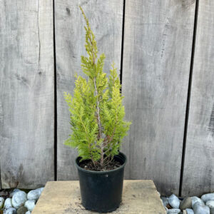 Sadzonka Cyprysika Lawsona 'IVONNE' Chamaecyparis lawsoniana.