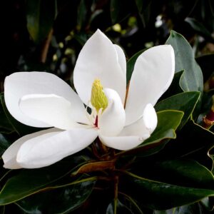 Zbliżenie dużych, białych kwiatów Magnolii 'LITTLE GEM' o intensywnym zapachu.