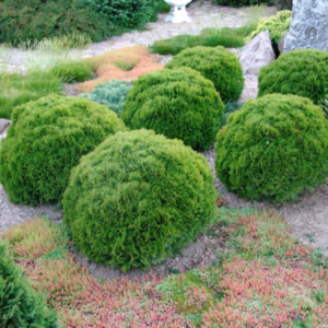 Tuja Danica na tle kolorowych bylin – dekoracyjna kompozycja ogrodowa