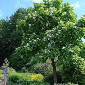 Katalpa Surmia Wielokwiatowa (Catalpa) Storczykowiec jako soliter w ogrodzie