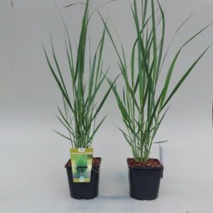 Proso Różowate Northwind w doniczce – minimalistyczne i eleganckie.