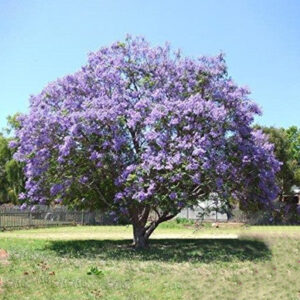 Paulownia puszysta Tomentosa jako drzewo alejowe