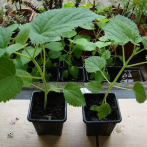 Młoda sadzonka Paulownii puszystej Tomentosa w doniczce