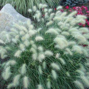 Trawa Rozplenica japońska 'LITTLE BUNNY' w ogrodzie skalnym – kompaktowa trawa ozdobna wśród kamieni.