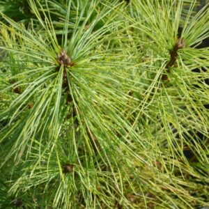 Zbliżenie na igły Sosny Armanda (Pinus Armandii) – długie, miękkie igły z delikatnym, srebrzystym połyskiem.